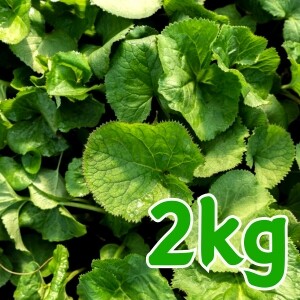 영월아래골마을영농조합법인,[강원혁신도시몰] 영월 곰취 2kg